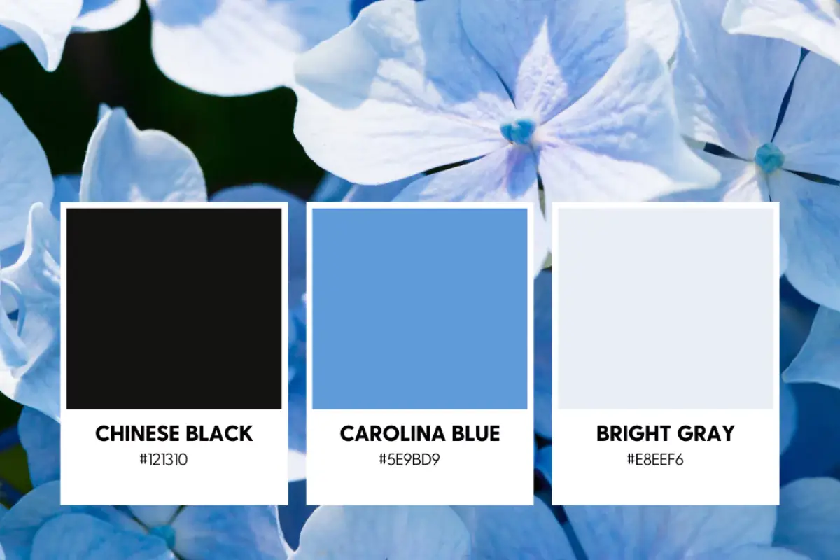 Color swatches: Chinese Black, Carolina Blue, Bright Gray